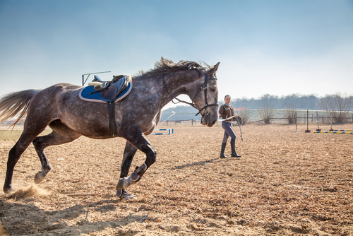 exercices pour tenir son cheval en forme